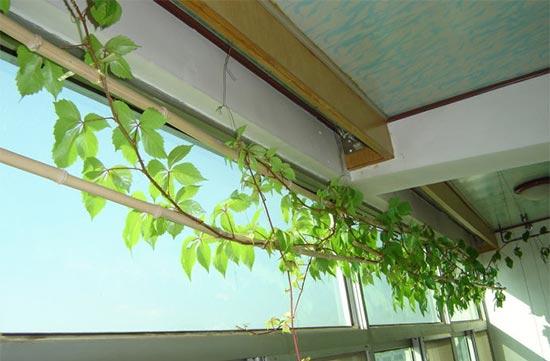 綠植的七種功效 天然的吸塵器